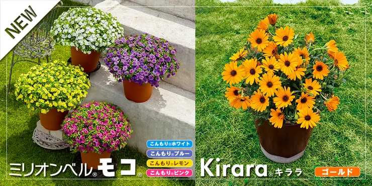 新商品情報 | SUNSUNガーデン