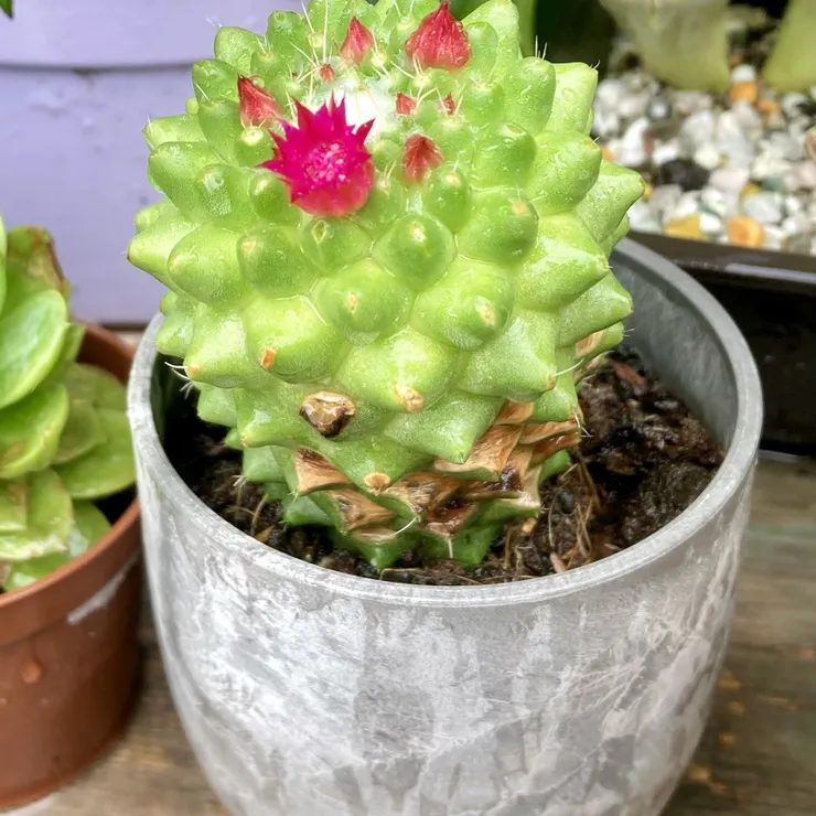 キャプション