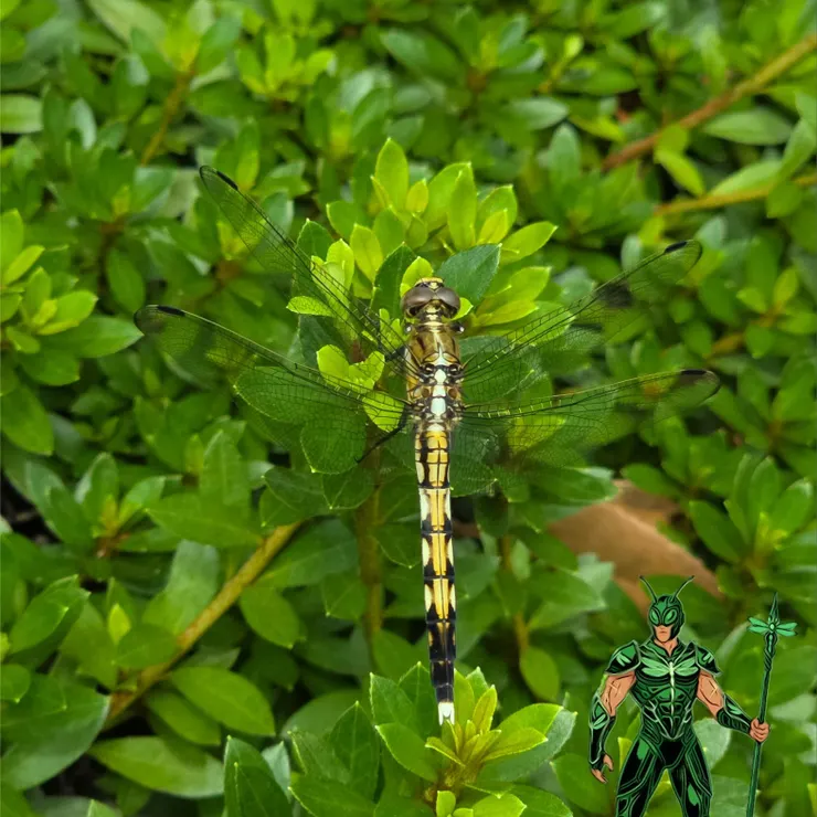 キャプション