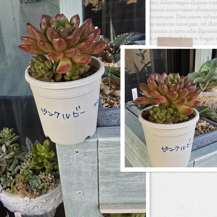 キャプション