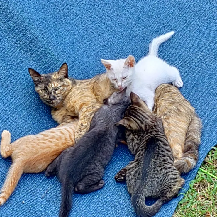 キャプション