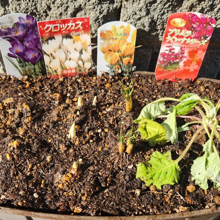 キャプション