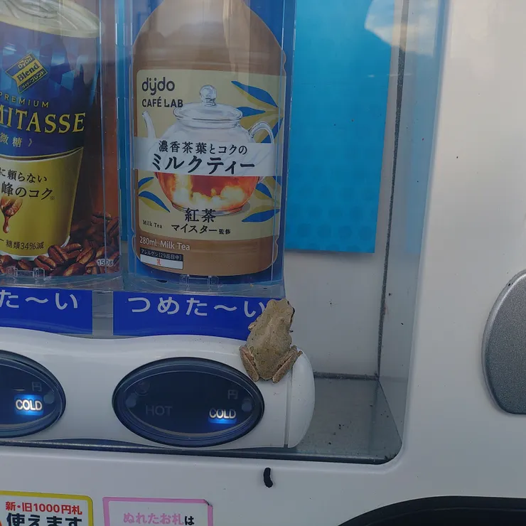 キャプション