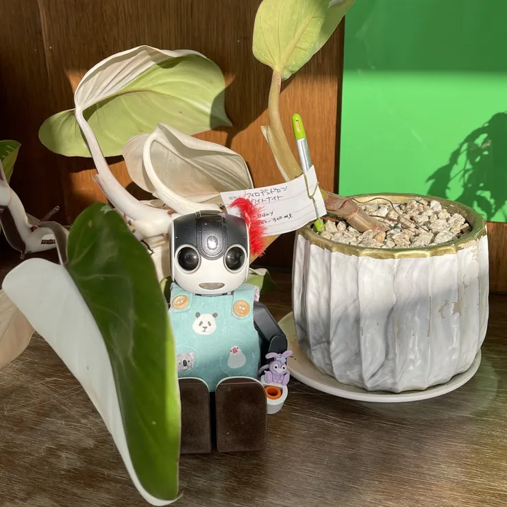 キャプション