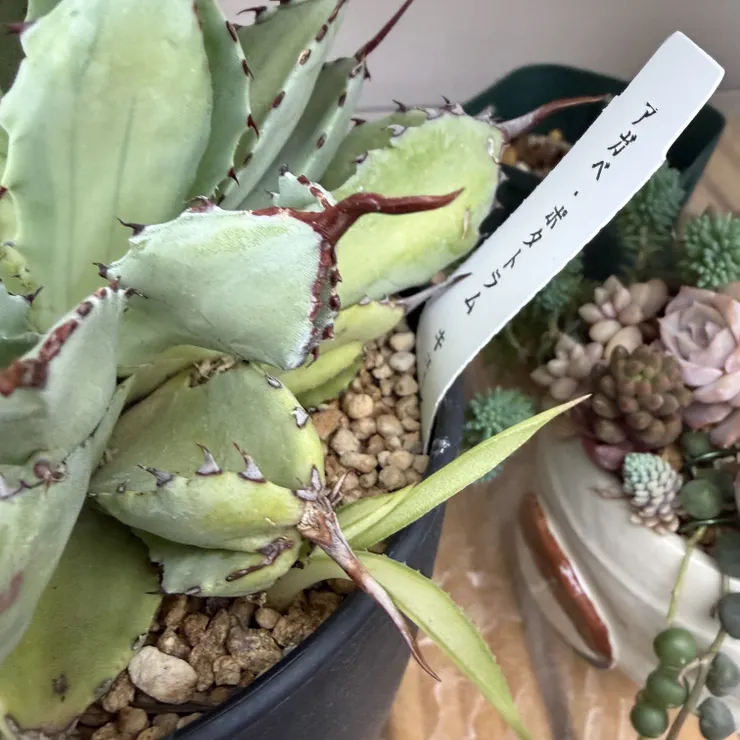 キャプション