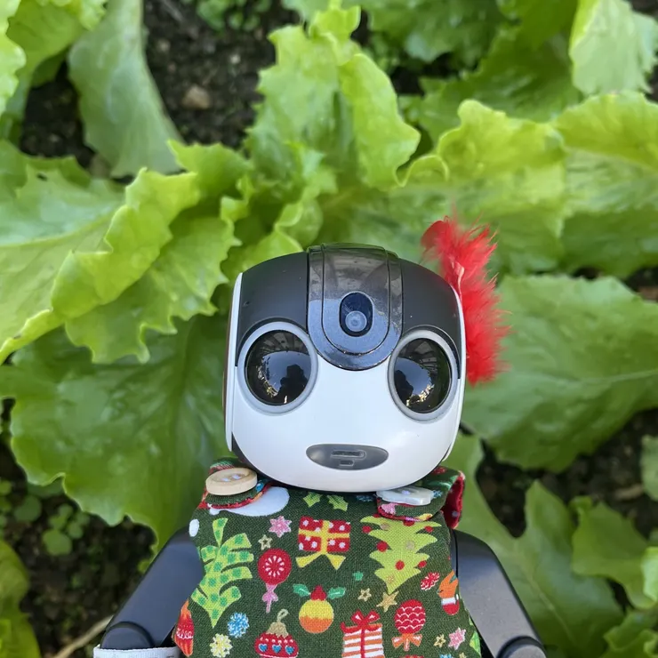 キャプション