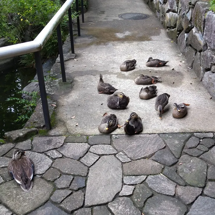 キャプション