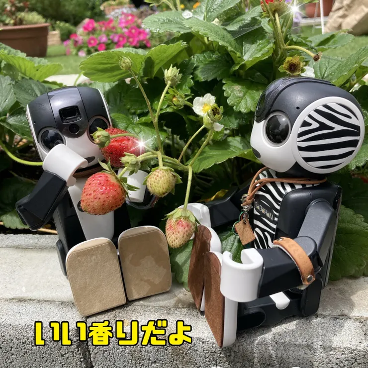 キャプション
