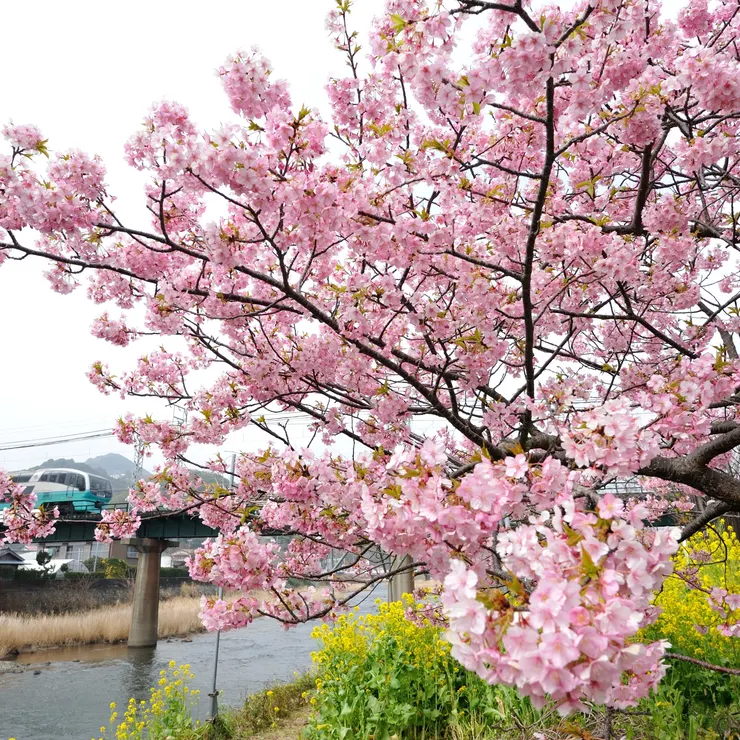 メンバーズ・フォト | PHOTO HUB by nikkor club