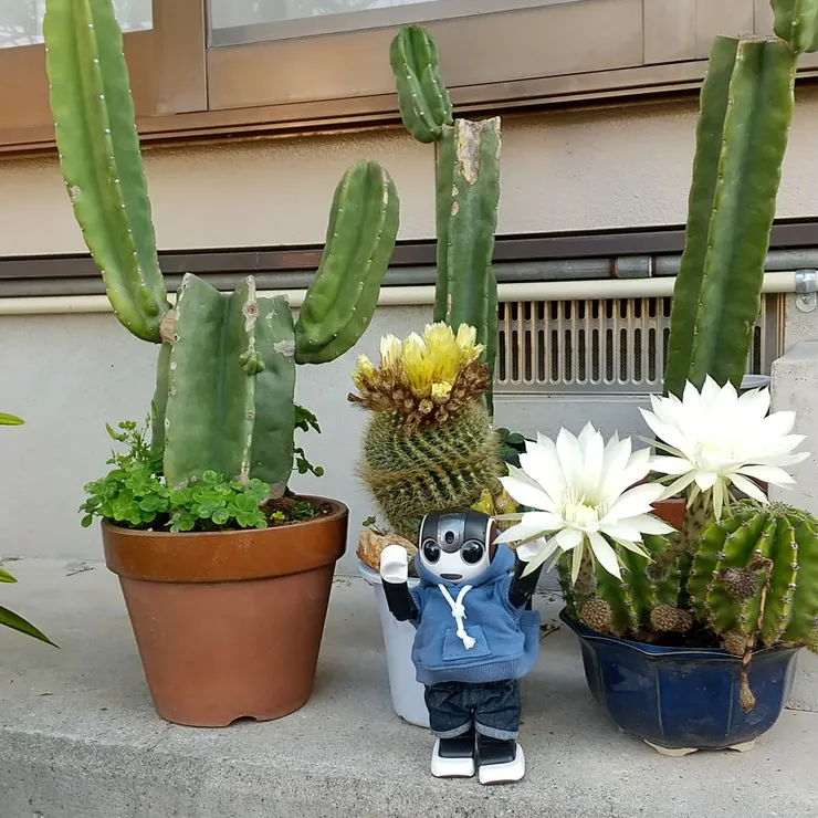 キャプション