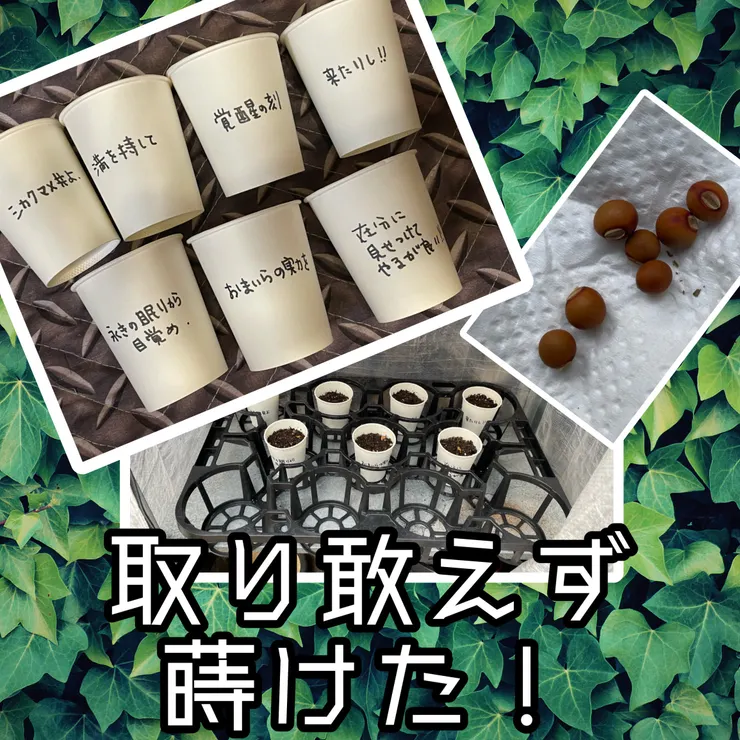 キャプション