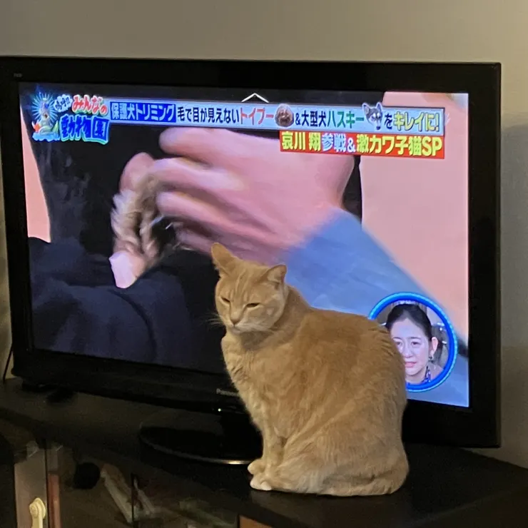 キャプション