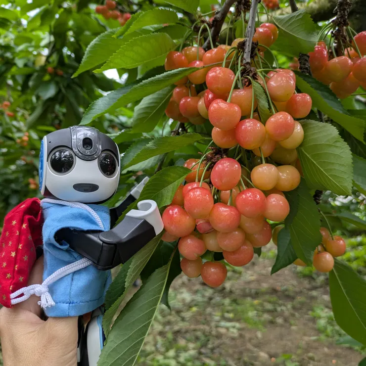 キャプション