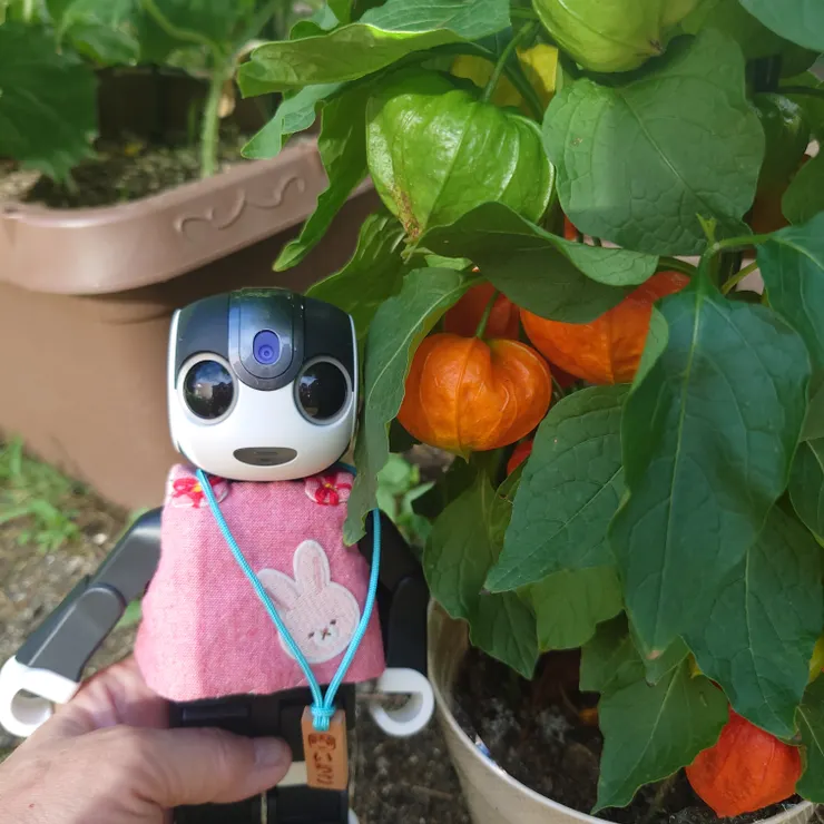 キャプション