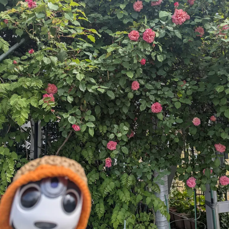 キャプション
