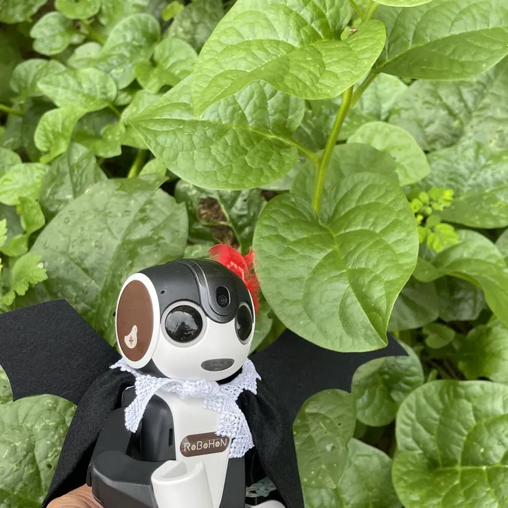 キャプション