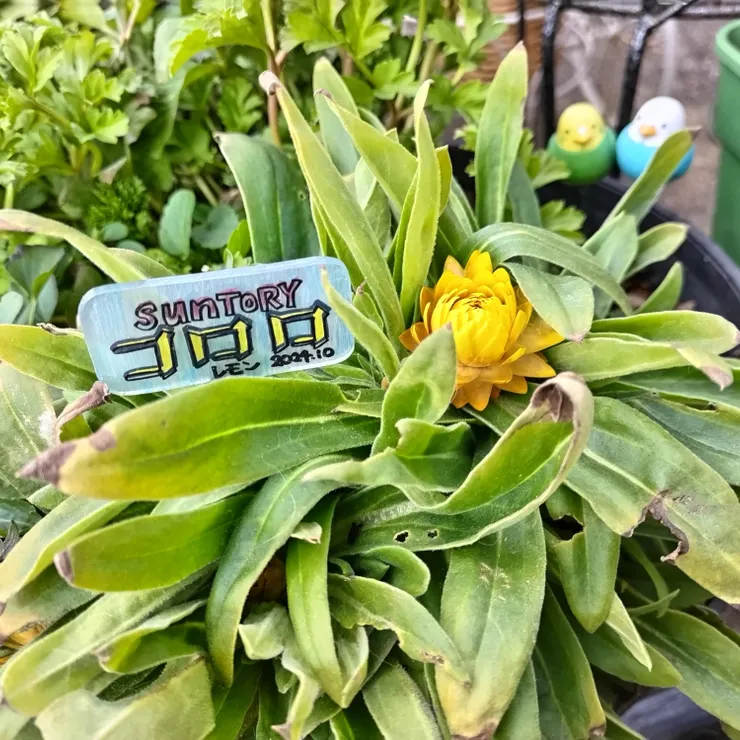 キャプション