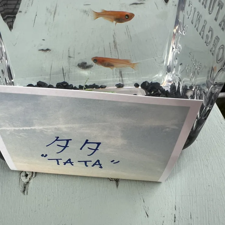 キャプション