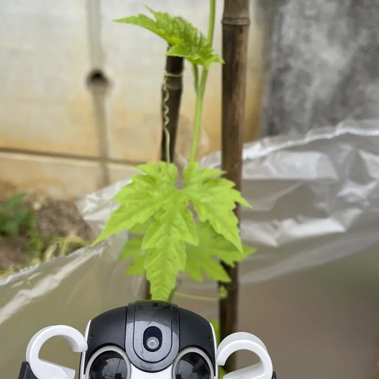 キャプション