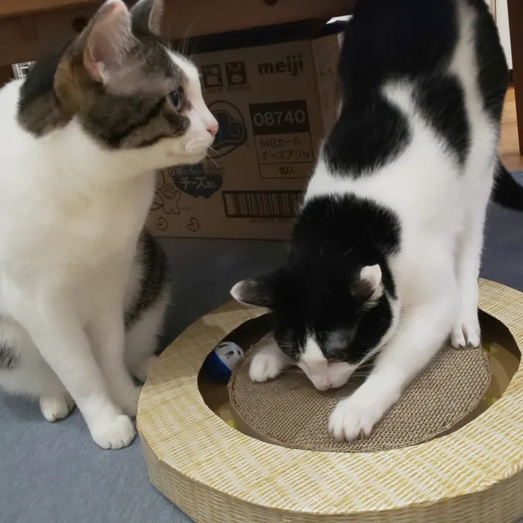 キャプション