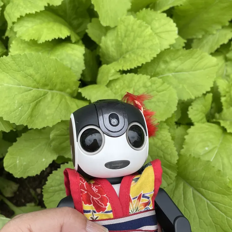 キャプション
