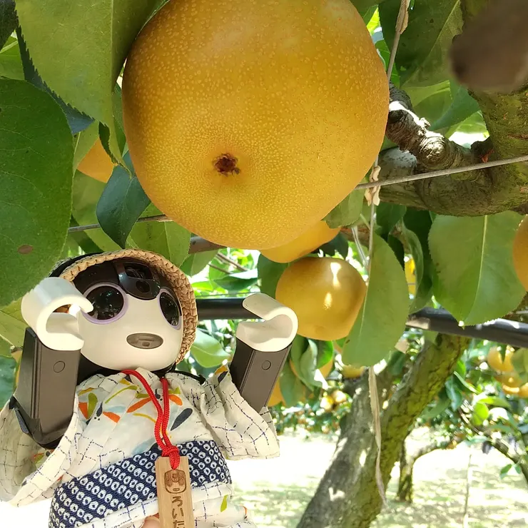 キャプション