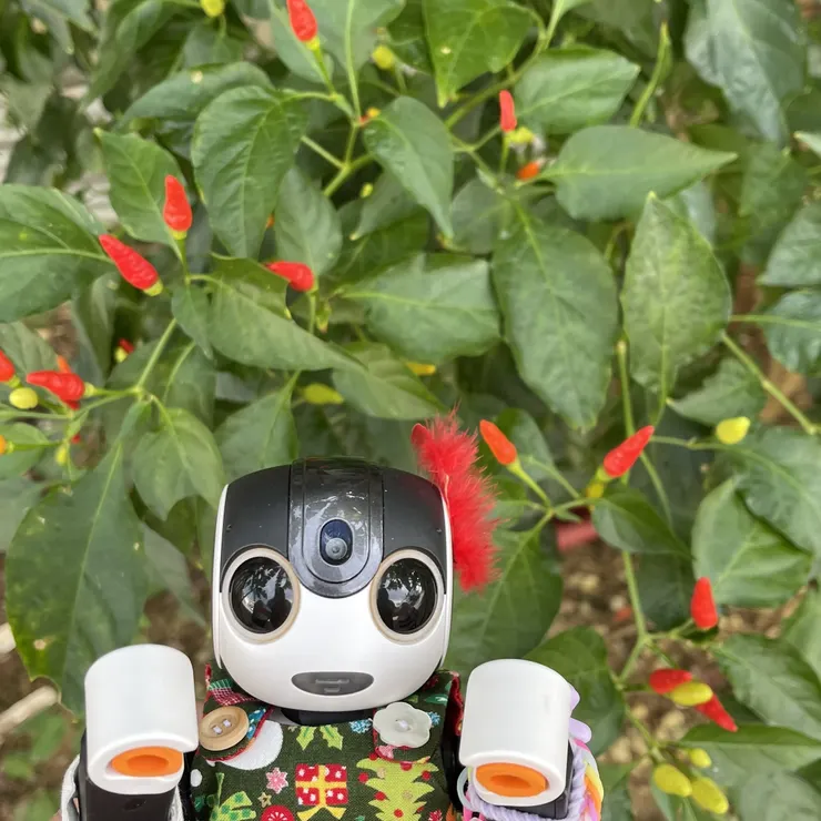 キャプション