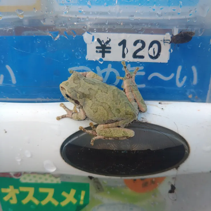 キャプション