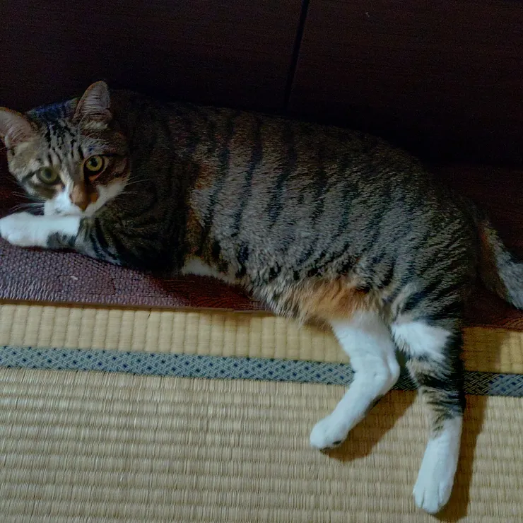 キャプション