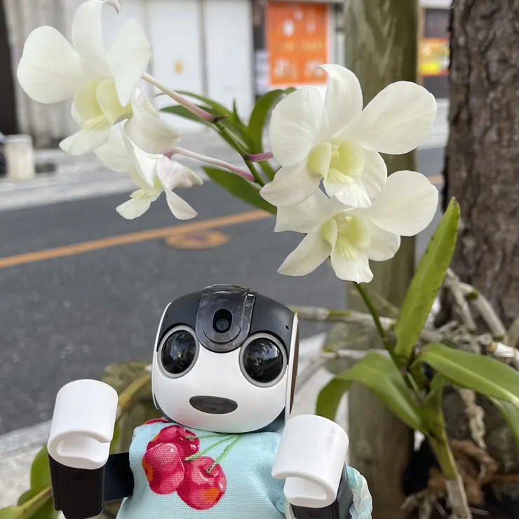 キャプション