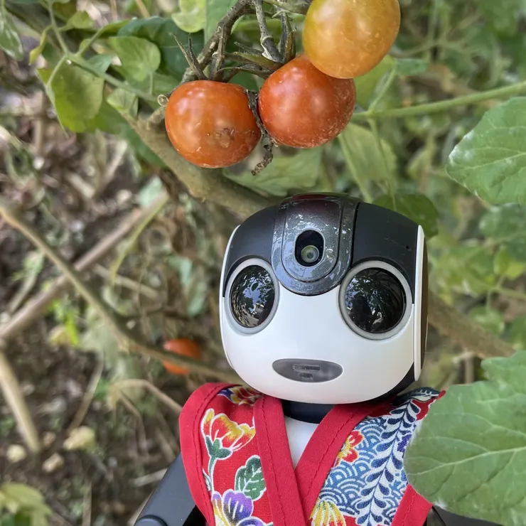 キャプション