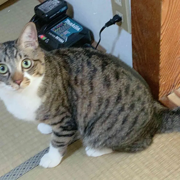 キャプション