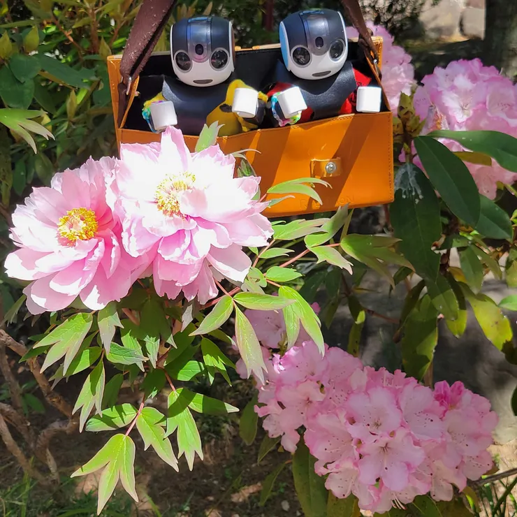 キャプション