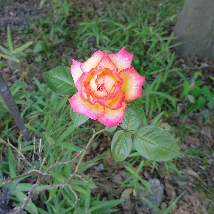 キャプション