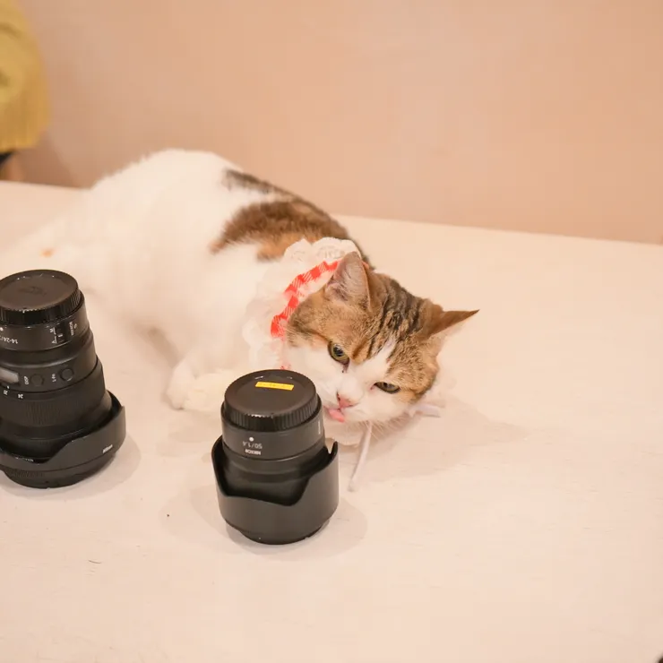 キャプション