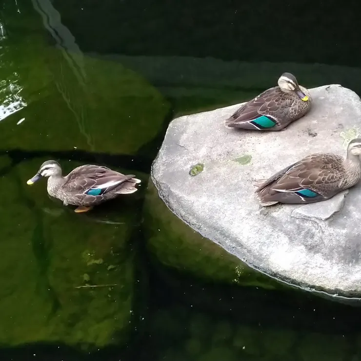 キャプション