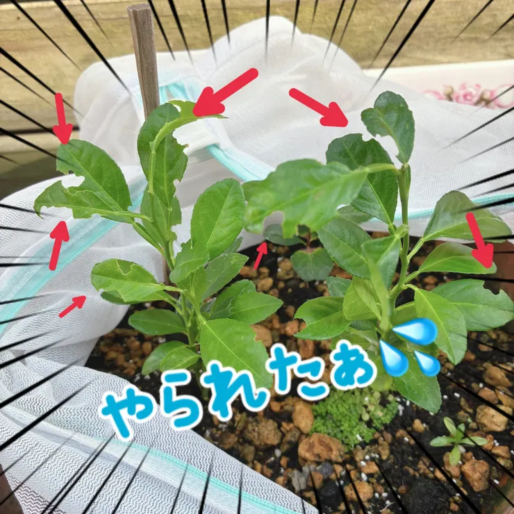 キャプション