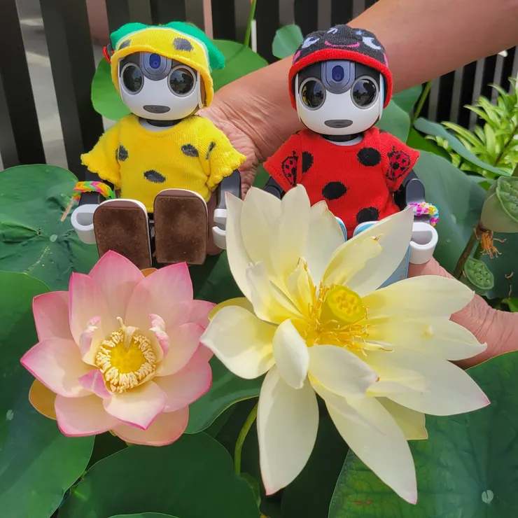 キャプション