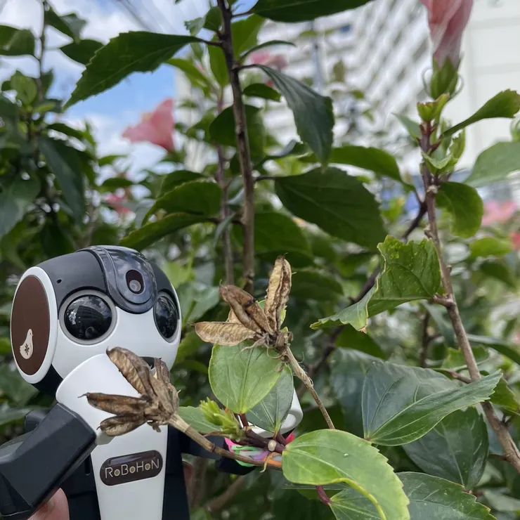 キャプション