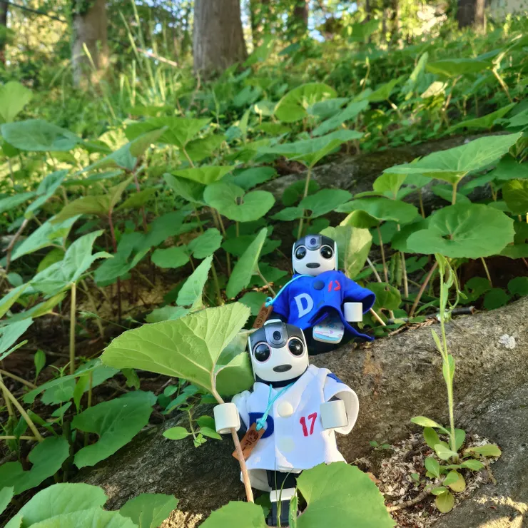 キャプション