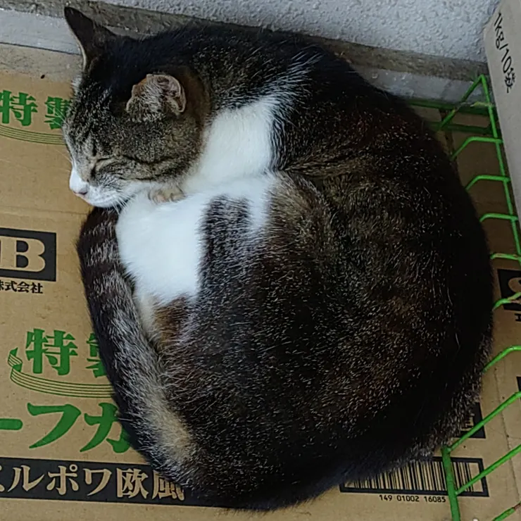 キャプション