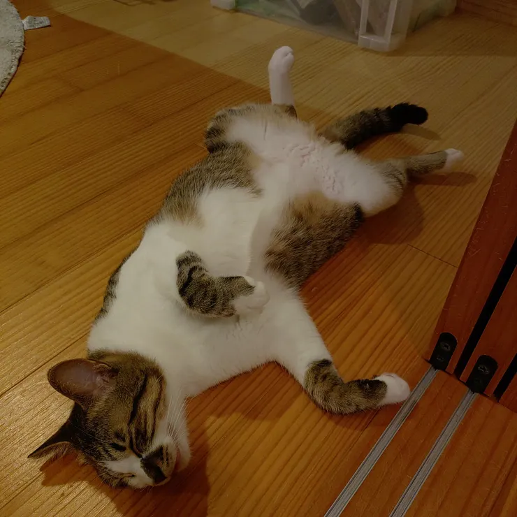 キャプション