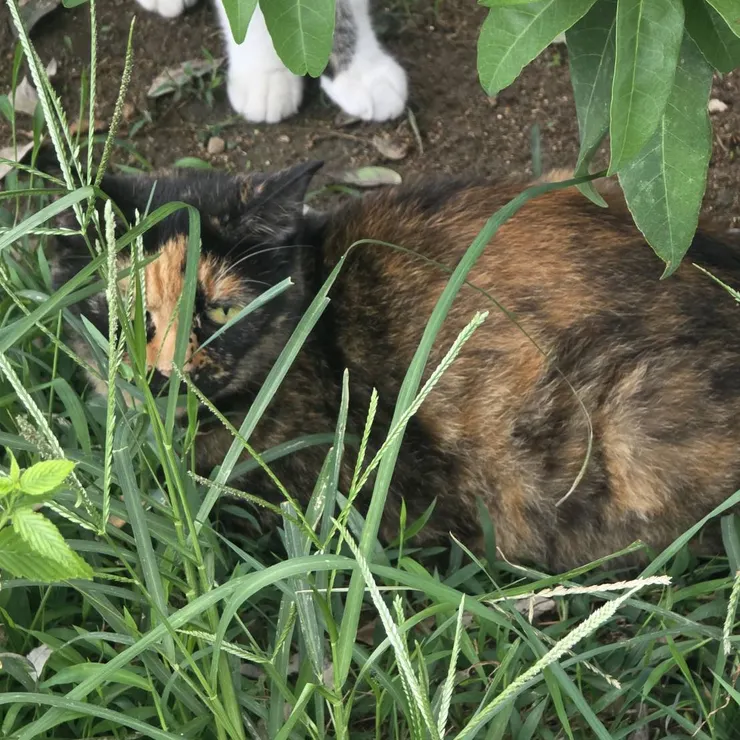 キャプション