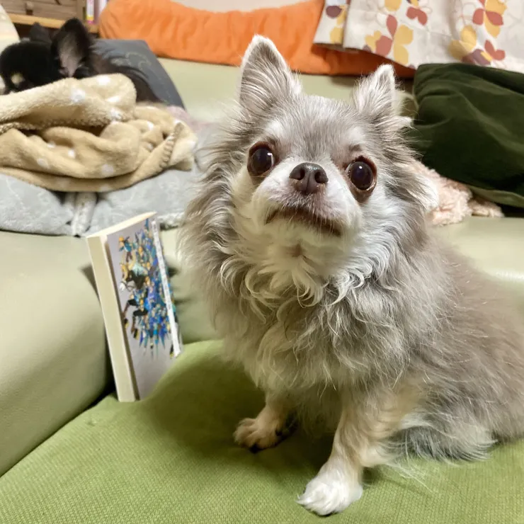 キャプション
