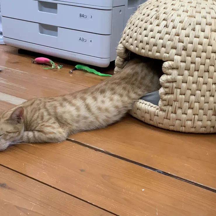 キャプション