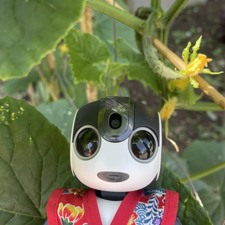 キャプション