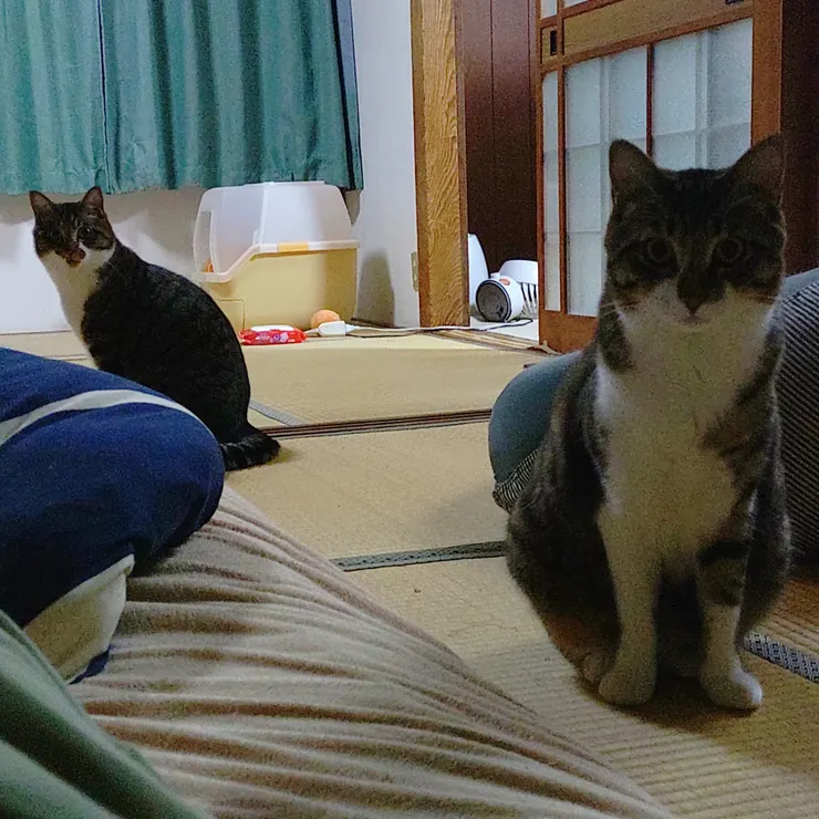 キャプション