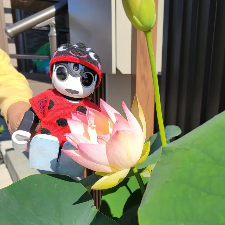 キャプション