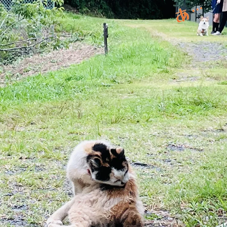 キャプション
