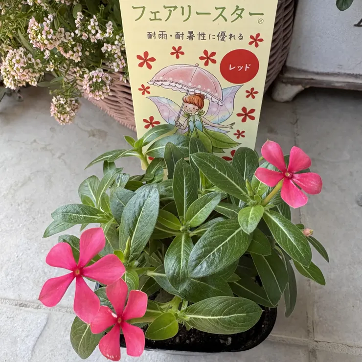 壁掛けお月見ガーランド　秋色紫陽花　パンパスグラス　おたふく南天 花活 | SUNSUNガーデン